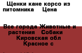 Щенки кане корсо из  питомника! › Цена ­ 65 000 - Все города Животные и растения » Собаки   . Кировская обл.,Красное с.